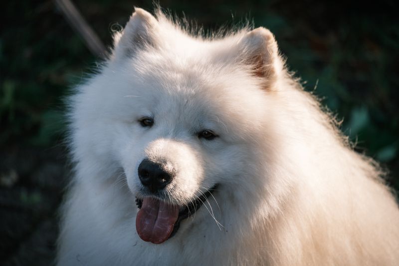 サモエドのもこ